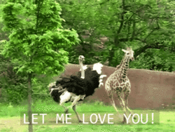 Let Me Love You Gif